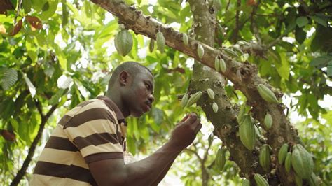 Video | Ghana Sustainable Cocoa Farming