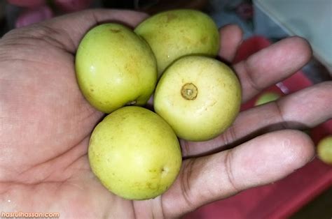 Buah Bidara, Buah Banyak Manfaat, Daunnya Diguna Ketika Urus Jenazah