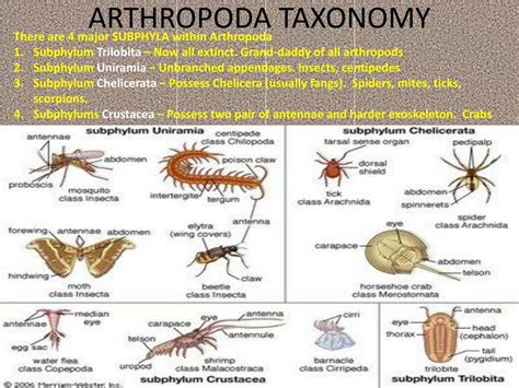 Arthropoda Characteristics And Examples