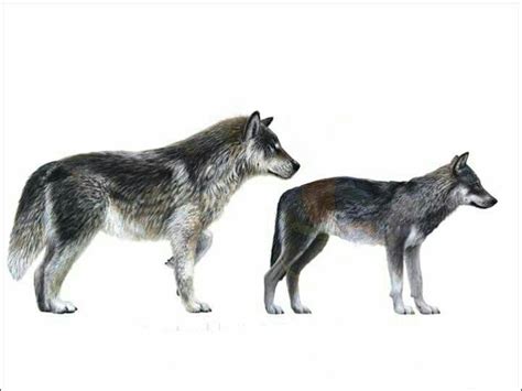 Canis Dirus/Dire Wolf & Canis Lupus Prehistoric Wildlife, Prehistoric Creatures, Dire Wolf Size ...