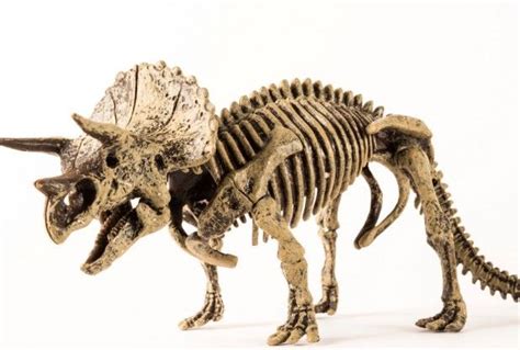 Nearly Complete Triceratops Fossil Found In Wyoming Bone Bed | Science | Pinterest | Wyoming ...