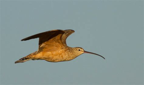 Joe Overstreet and E. Lake Toho, 2/9/2013 | Focusing on Wildlife