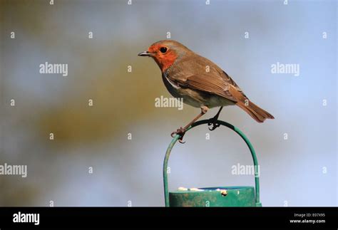 Robin on bird feeder Stock Photo - Alamy