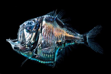 Lovely Hatchetfish Argyropelecus Photograph by Danté Fenolio - Pixels