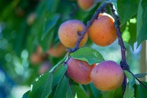 How to Prune Deciduous Fruiting Trees - Bay Road