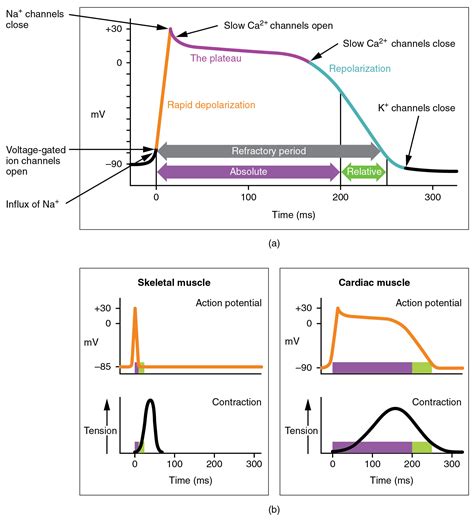 human biology - Understanding intra and extracelullar concentrations ...