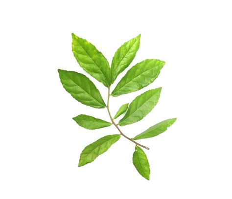 Green leaves on a stem 1970718 Stock Photo at Vecteezy