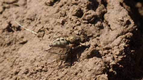 Did You Know? Seedcorn Maggots Can Devastate Spring Melons - Growing Produce