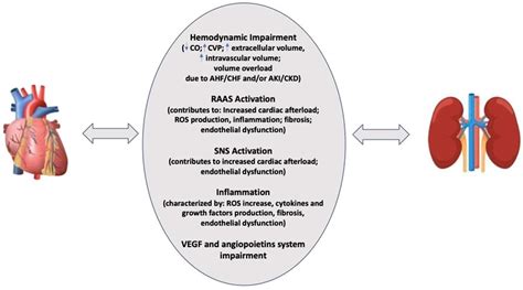 IJMS | Free Full-Text | New Insight in Cardiorenal Syndrome: From Biomarkers to Therapy