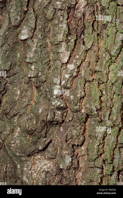 common oak, pedunculate oak, English oak (Quercus robur), bark, Germany Stock Photo - Alamy