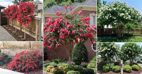 30 Beautiful Landscaping Ideas with Crepe Myrtles | Balcony Garden Web