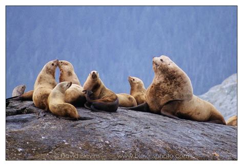 Steller Sea Lion - David Blevins Nature Photography