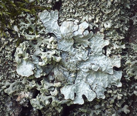 Parmelia sulcata | Parmelia sulcata lichen surrounded by Phy… | Flickr