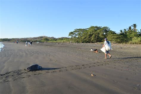 Will GPS Turtle Eggs ‘Save’ Sea Turtles from Illegal Harvest? Expert Q ...