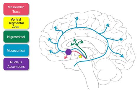 Practice Considerations for the Anesthesia Professional for ...