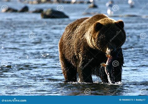 Kodiak brown bear fishing stock image. Image of finland - 98088373