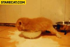 Kittens Drinking Milk Gif