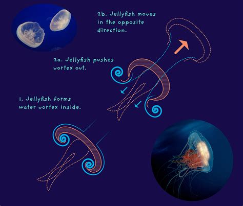Science Concept Diagrams - Ioana Urma