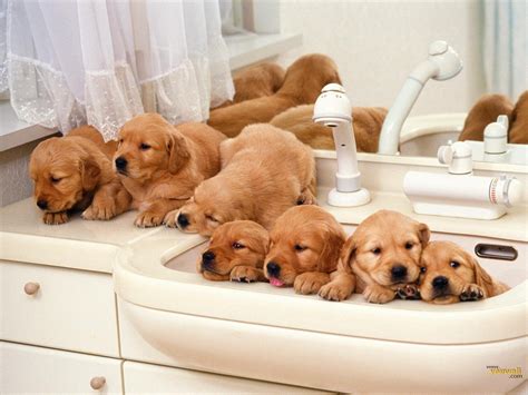 Cute Puppies - Puppies Wallpaper (13632075) - Fanpop