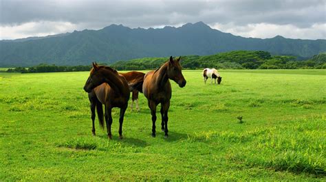 🔥 [40+] 1920x1080 HD Horse Wallpapers | WallpaperSafari