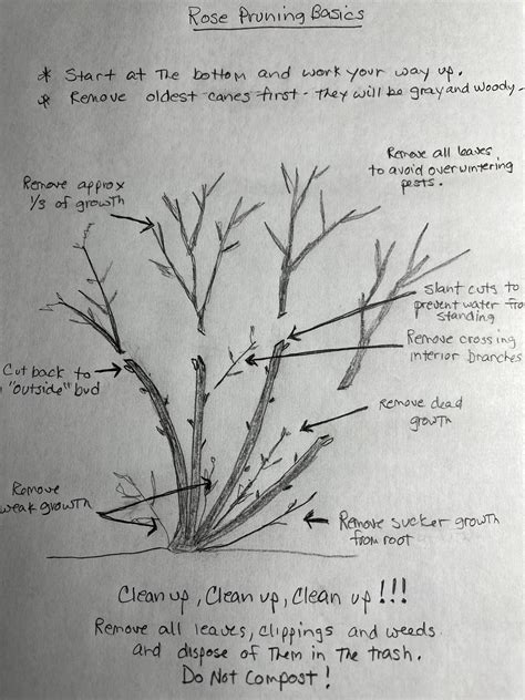 rose pruning diagram - Backbone Valley Nursery