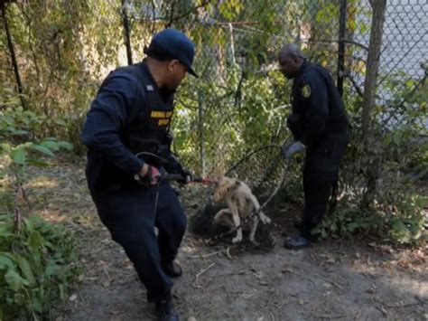 Packs Of Abandoned Dogs Are Taking Over The Streets Of Detroit - Business Insider