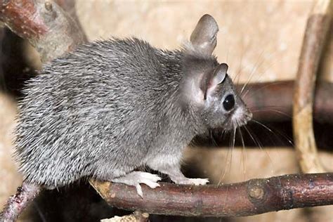 African spiny mouse | rodent | Britannica