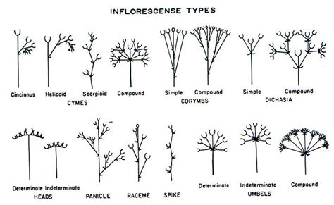 Inflorescense types | Trees to plant, Botany, Plant guide