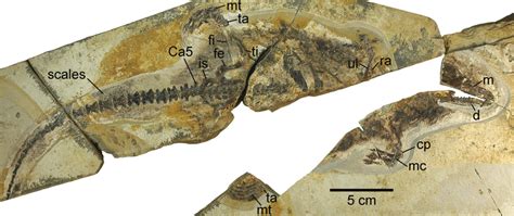 Holotype of the docodont mammaliaform Castorocauda lutrasimilis (JZMP... | Download Scientific ...