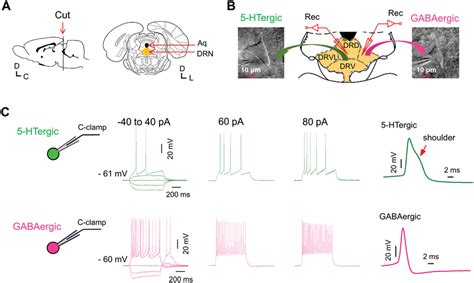 (A) Schematic showing coronal section of brain slices with location of ...