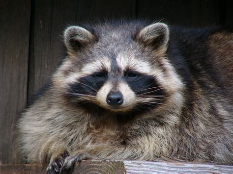 All you wanted to know about Baylisascaris...the raccoon roundworm ...