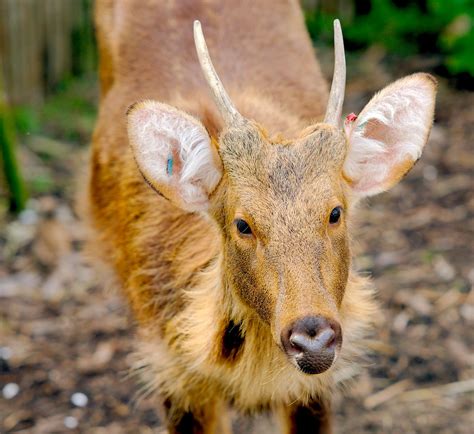 Barasingha | Starmind Conservation