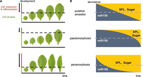 Frontiers | The Times They Are A-Changin’: Heterochrony in Plant Development and Evolution