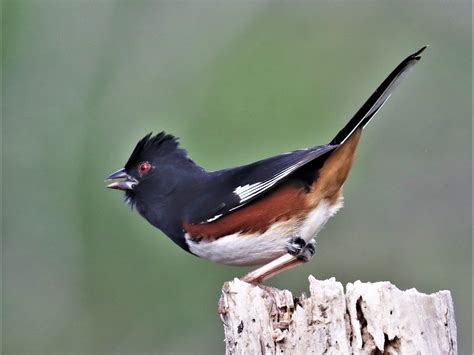 eBird Checklist - 10 Jan 2023 - Lake Woodruff NWR - 52 species