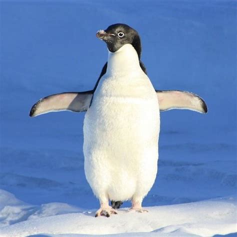 A Penguin's Diet: What Do Penguins Eat?