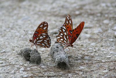 Wild Florida: Lake Apopka Restoration Area