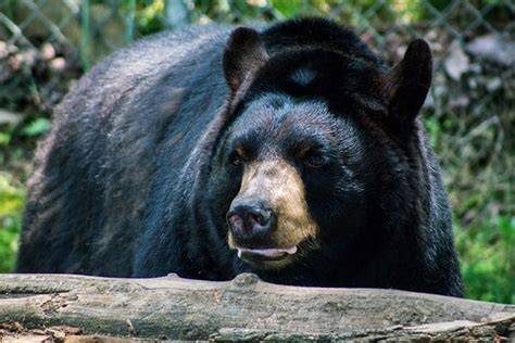 American Black Bear - WNC Nature Center