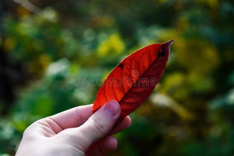 Autumn Red Peach Tree Leaf in Hand Closeup Stock Image - Image of ...