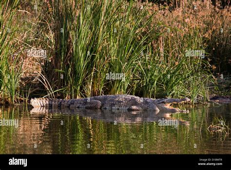 Nile Crocodile (Crocodylus Niloticus) with mouth open, teeth and throat ...