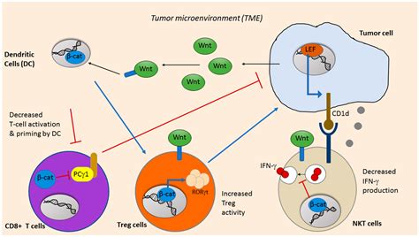 Cancers | Free Full-Text | Wnt Signaling in Cancer Metabolism and Immunity