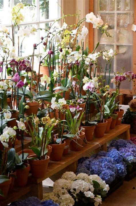 awesome orchid collection. | Indoor orchids, Orchid house, Orchids garden