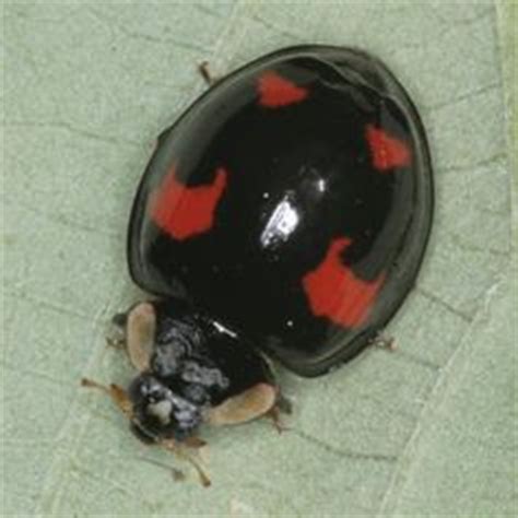 Melanic (dark) Harlequin ladybird (Harmonia axyridis spectabilis) on bramble leaf. Types Of ...