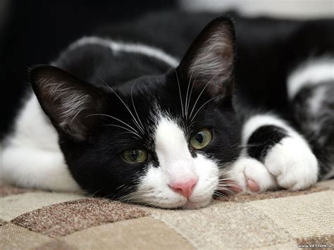 Black and white kitten, calico, feline, cat, kitten, animal, HD wallpaper | Peakpx