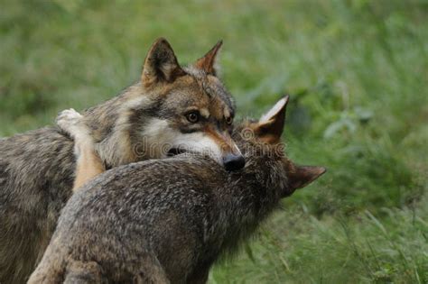 Gray Wolves Fighting stock photo. Image of hostile, animals - 16454532