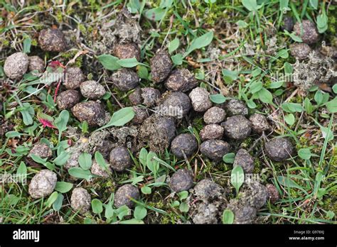 Rabbit droppings hi-res stock photography and images - Alamy