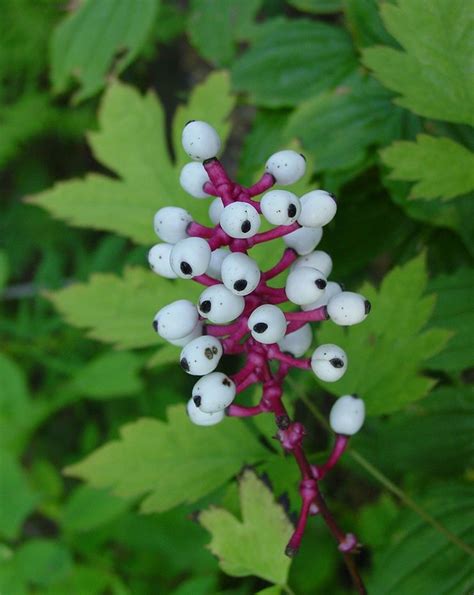 One of the most poisonous plants on earth White Baneberry, Doll's eyes (Actaea pachypoda ...