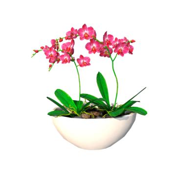 Realistic Vector Illustration Of Pink Orchid Branch, Elegant, Botany ...