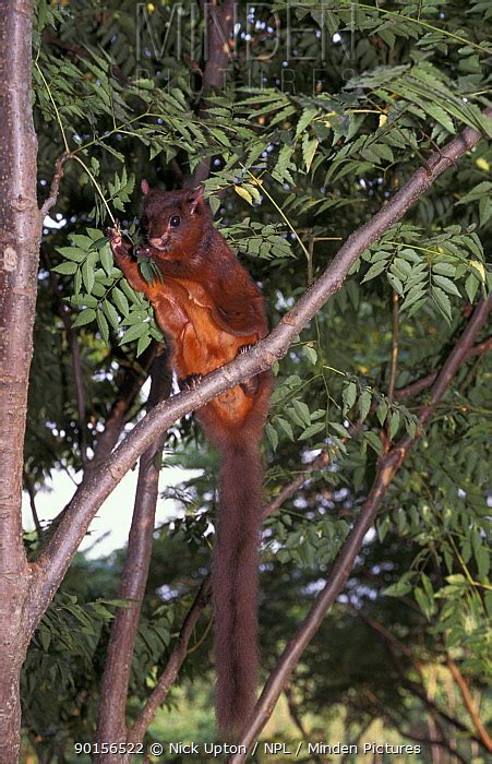 Red Giant Flying Squirrel stock photo - Minden Pictures