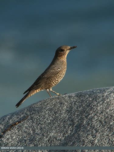 Blue Rock Thrush (Monticola solitarius) | Blue Rock Thrush (… | Flickr