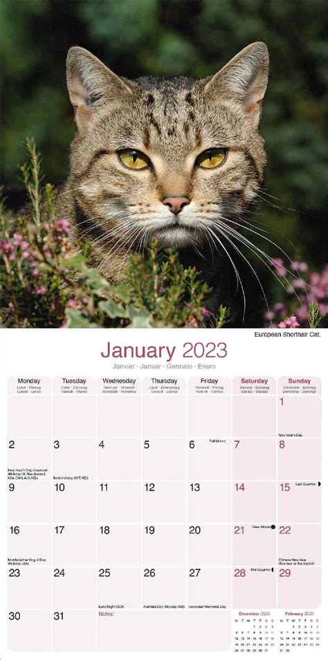 Cats Calendar | Cat Calendars | Pet Prints Inc